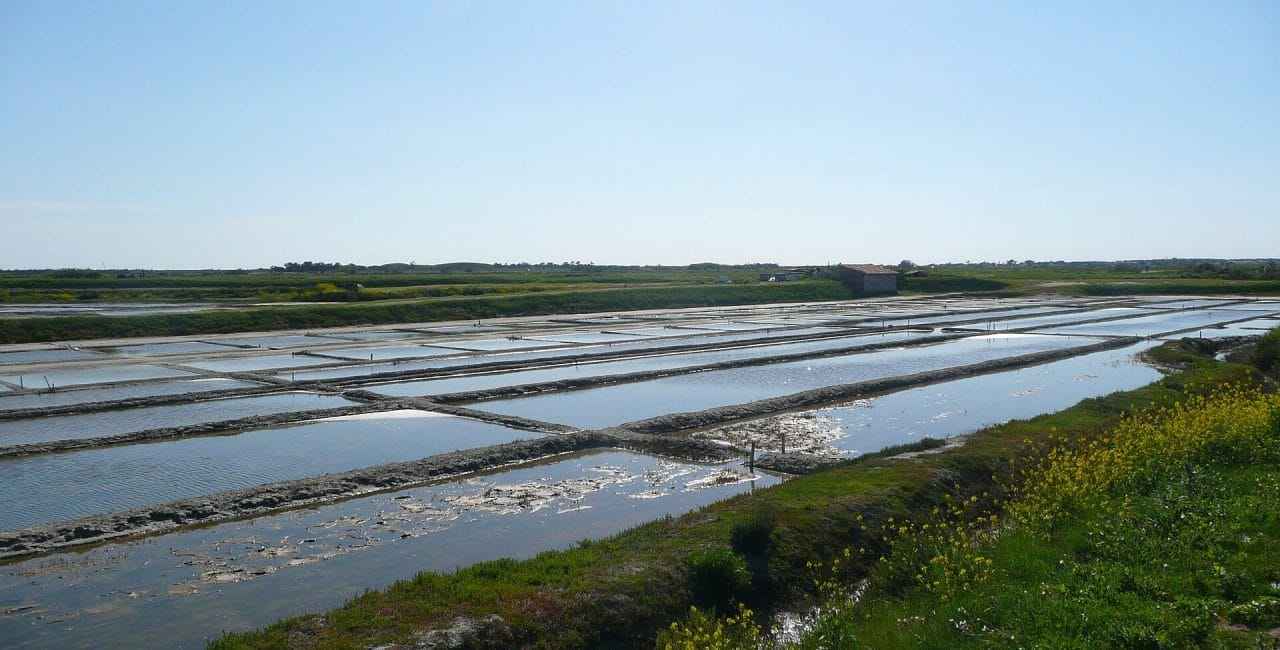 Salt marshes on the Ile de Ré